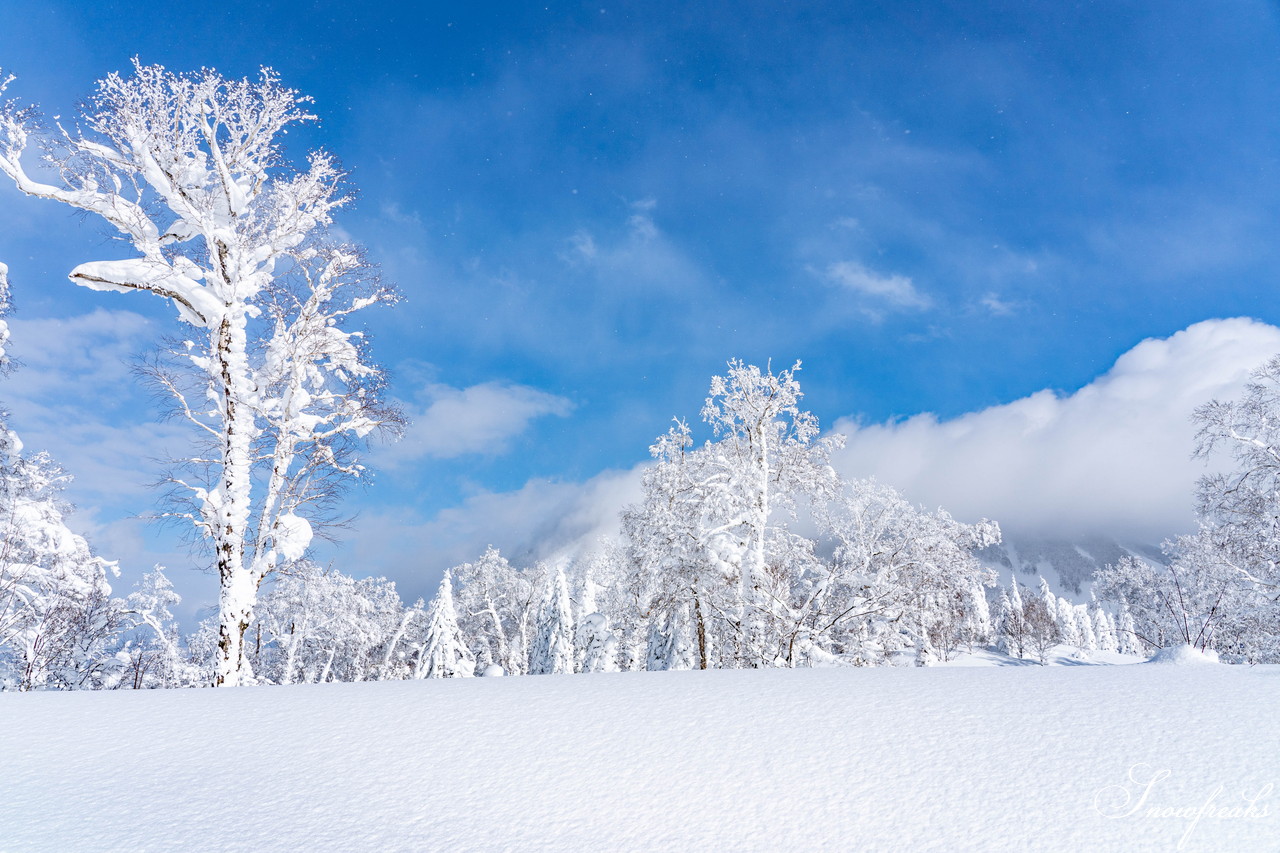 ルスツリゾート　2日間の吹雪の後の青空。たっぷり新雪が降り積もった樹氷林の中を滑る！